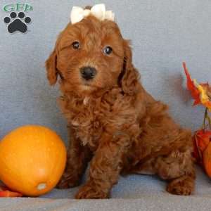 Maple, Mini Goldendoodle Puppy